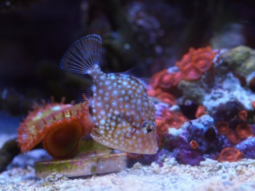 2020.07.23 filefish2.jpg