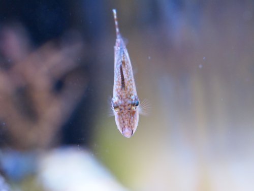 2020.07.23 filefish3.jpg