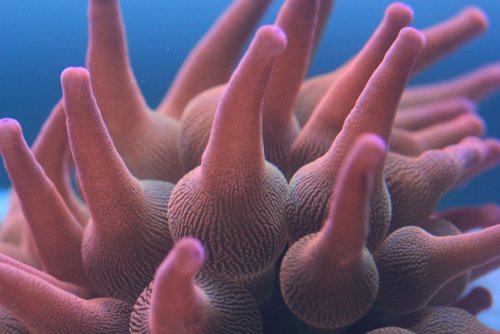 Bubble tip 1.JPG Bubble tip 1.JPG