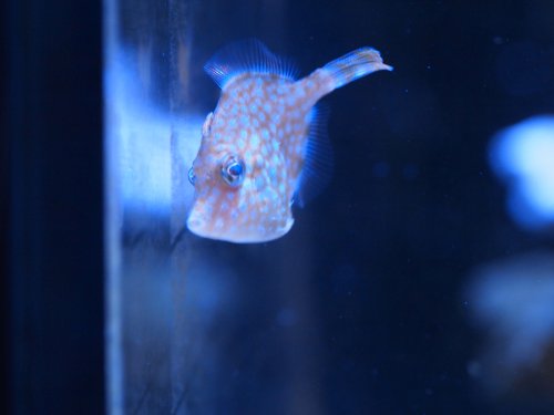 2020.08.14 filefish.JPG