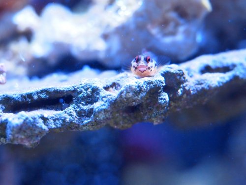 2020.08.14 light blenny.jpg