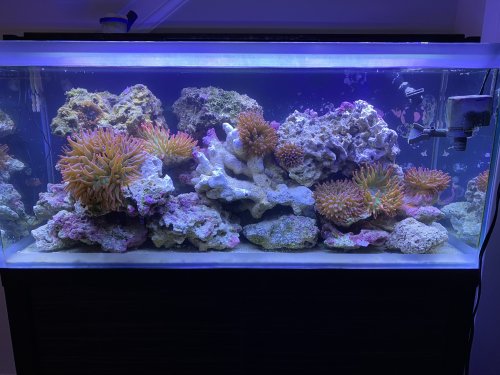 Full Fluval M90 picture.JPEG