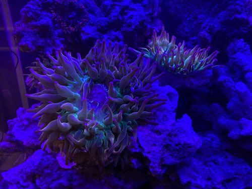 Anemones under moonlights.JPEG