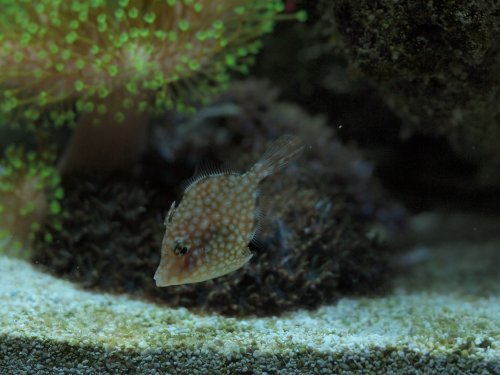 2020.08.21 filefish4.jpg