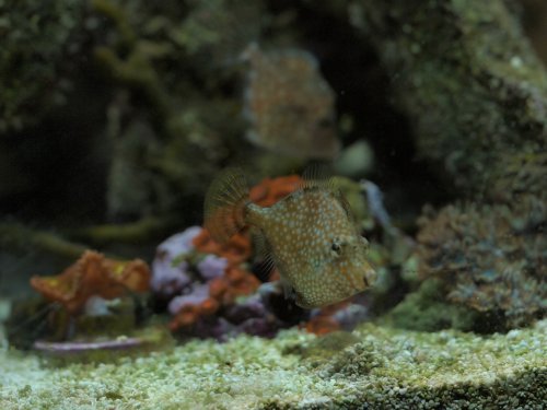 2020.08.21 filefish3.jpg