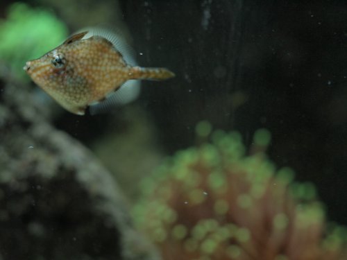 2020.08.21 filefish5.jpg