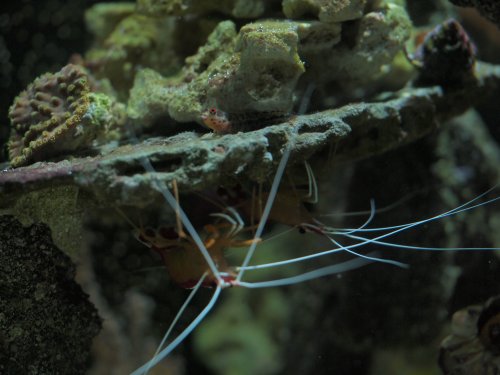 2020.08.21 blenny shrimp.JPG