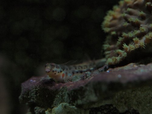 2020.08.21 blenny.jpg