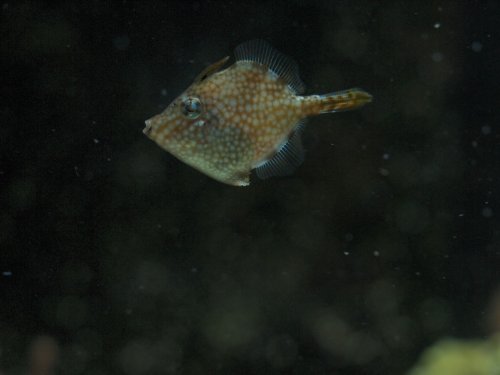 2020.08.21 filefish6.jpg