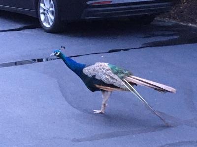 Peacock.jpg Peacock.jpg
