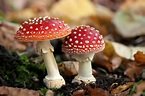 mushroom.jpg mushroom.jpg