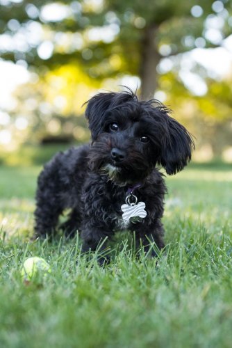 yorkipoo-dog-standing-outdoors-with-tennis-ball-royalty-free-image-1580503434.jpg