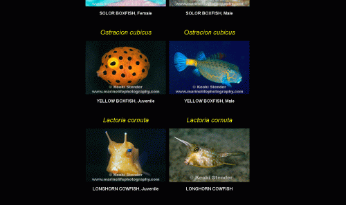 boxfish.gif