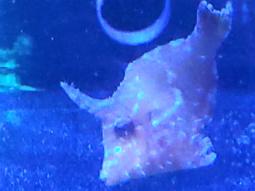 FIlefish1.png