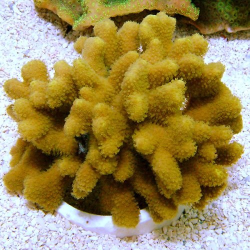 lg_77575_Porites_Coral_Yellow_1.jpg