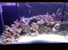 Reef Aquascape2.jpg