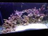 Reef Aquascape1.jpg