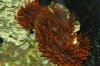 75 gallon and anemones pictures 001.jpg