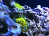 zoas2.jpg