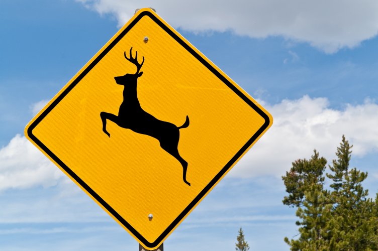 DeerCrossingSign.jpg