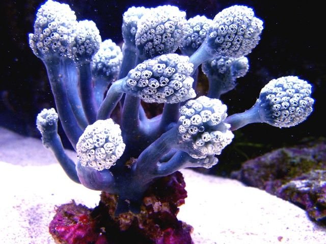 Blue_Palm_Coral.jpg