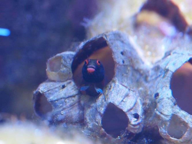 2020.12.01 Blenny2.jpg