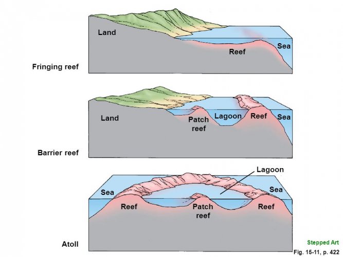 Land+Sea+Reef+Fringing+reef+Land+Lagoon+Sea+Reef+Patch+reef.jpg