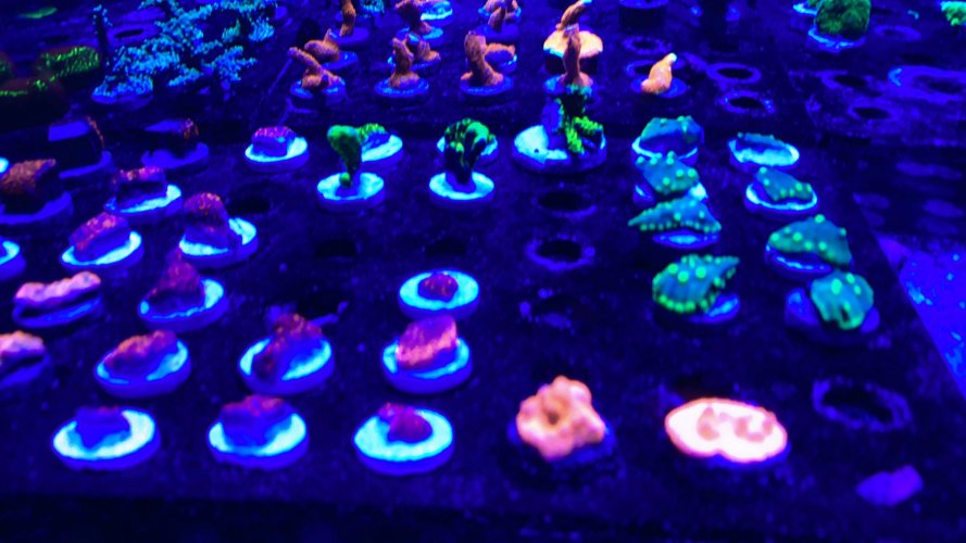 E7789853-62BB-4F03-9D04-8486B0CF7A17.jpeg E7789853-62BB-4F03-9D04-8486B0CF7A17.jpeg