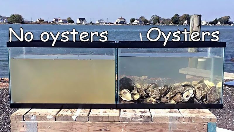 oysters-clean-water.jpg