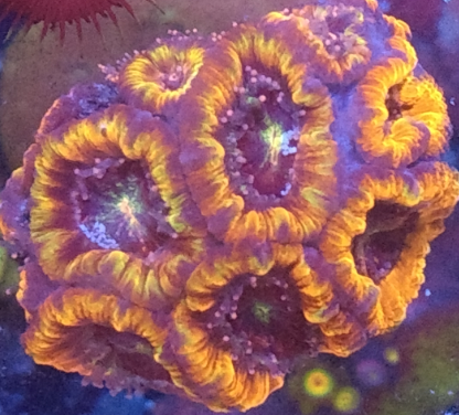 1617050084795.png