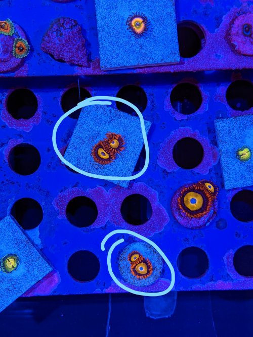 Blondie Zoanthids.jpg Blondie Zoanthids.jpg