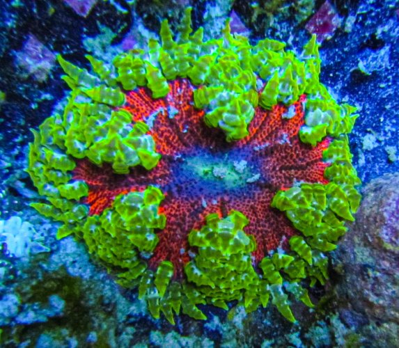 Rock Flower Anemone-2.jpg Rock Flower Anemone-2.jpg