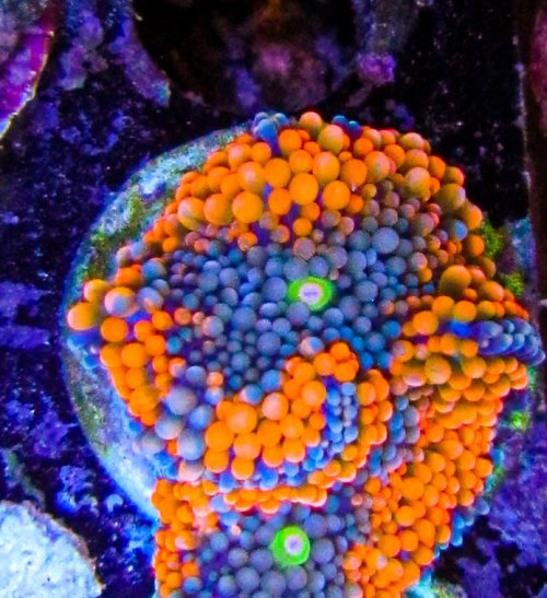 Ultra Ricordia-6.jpg Ultra Ricordia-6.jpg