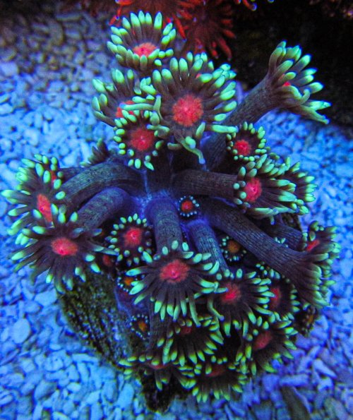 UC T100 Gonipora.jpg
