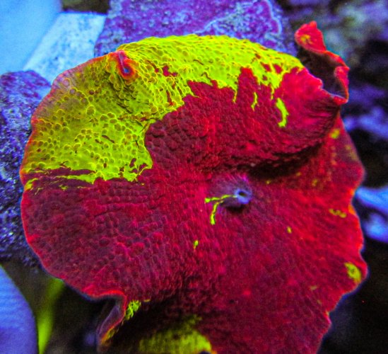 Ultra Eclectus Mushroom.jpg