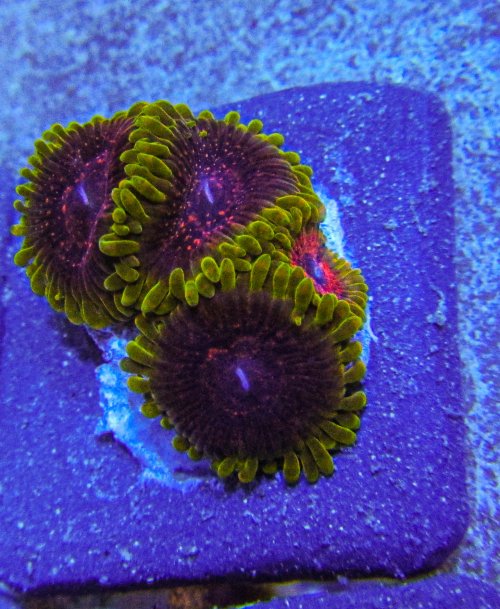 Predator Zoa-48.jpg