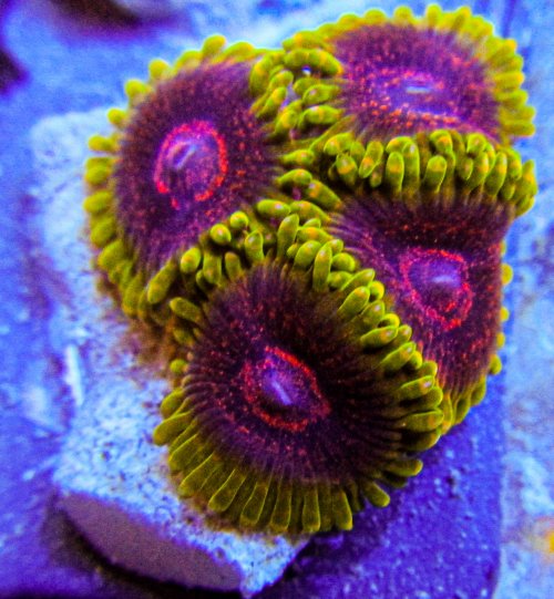 Predator Zoa-49.jpg