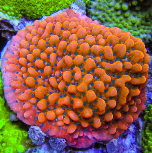 UC Koko Montipora-16.jpg