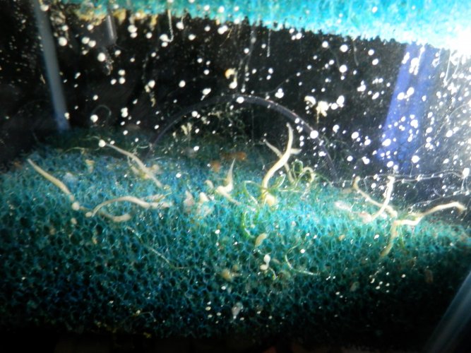 P1060185.JPG