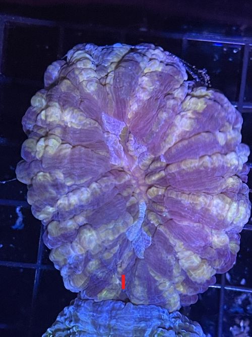 Meat Coral I.png