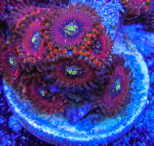 Ultra Zoa-143.JPG