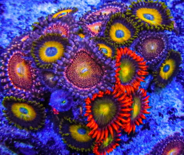 Ultra Zoa-156.JPG