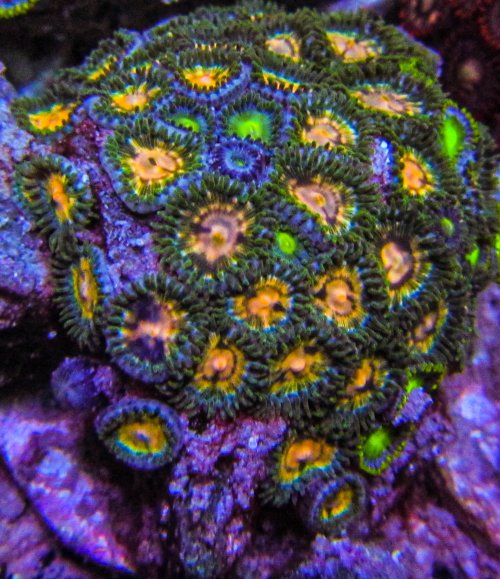 Ultra Zoa 54.JPG