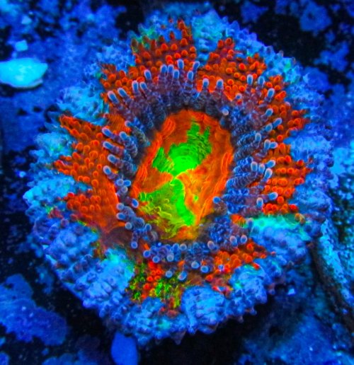 UC Ice Dragon Rainbow Acan 1.JPG