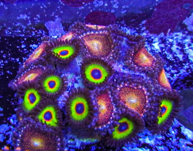 Ultra Zoa-172.JPG