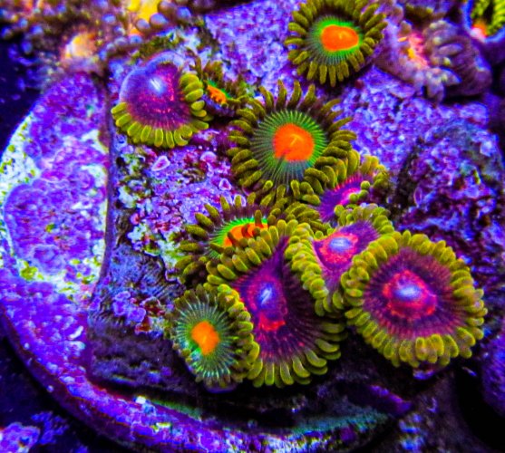 Predator Zoa Combo 1.JPG