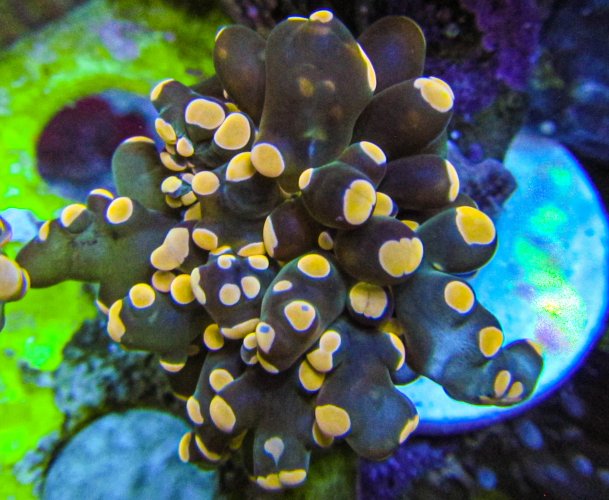 Neon Orage Tip Frogspawn_2784.JPG