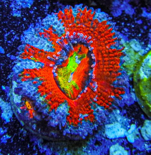 UC Ice Dragon Acan_2756.JPG