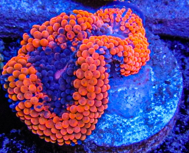 Rainbow Ricordia Mushroom-10.JPG Rainbow Ricordia Mushroom-10.JPG