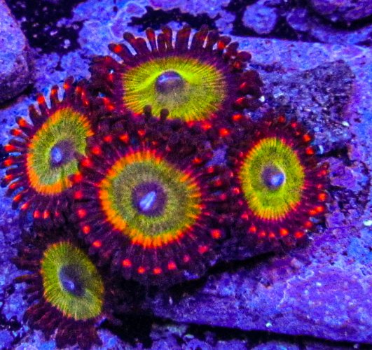 Bowser Zoas.JPG